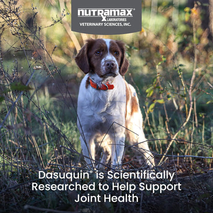 Nutramax Dasuquin for small to medium dogs premium joint care imported formula