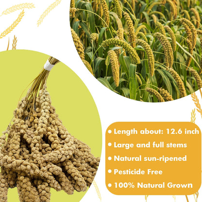Jmxu's millet spray for cockatiels and budgies