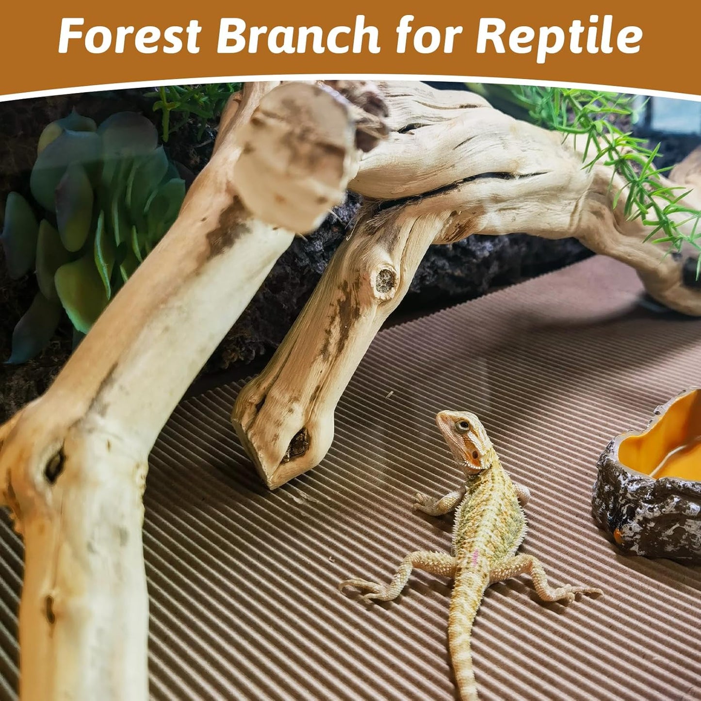 Bearded dragon resting on an Apatal natural climbing branch