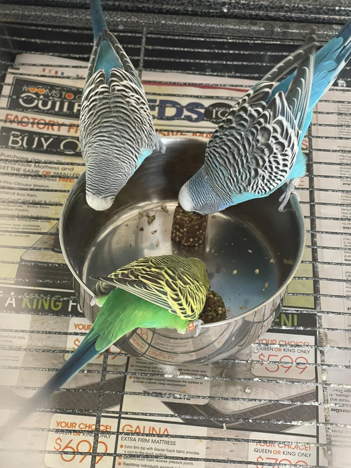 Imported USA Harrison's bird food supplement