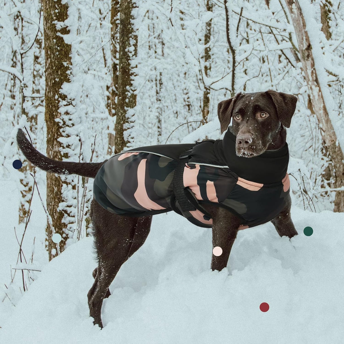 Adjustable buckle detail on Iecoii dog winter jacket