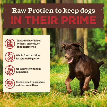 Authentic Primal grain free freeze dried dog food packaging showcasing the scoop and serve product benefit.