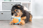 Chuckit! orange and blue indoor dog ball
