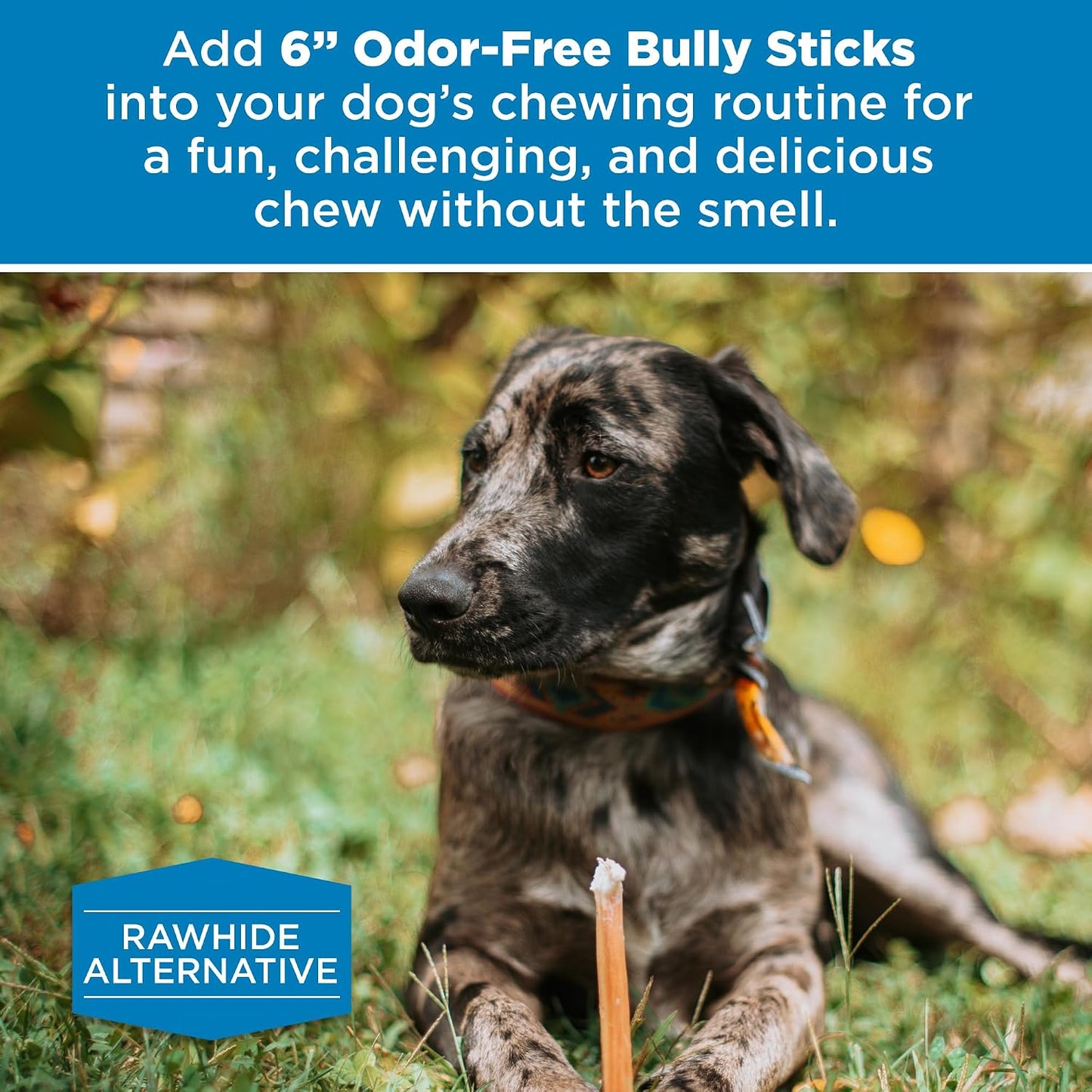 Best Bully Sticks long lasting dental dog chews demonstrating plaque and tartar removal action.
