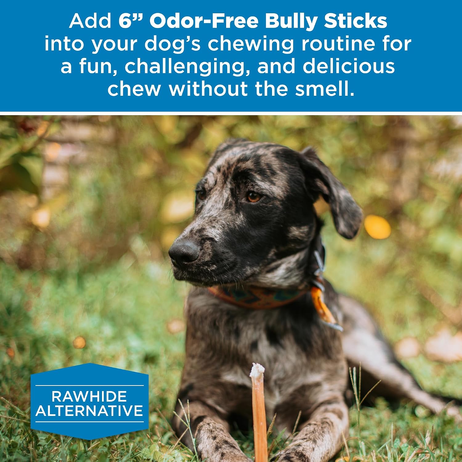 Best Bully Sticks long lasting dental dog chews demonstrating plaque and tartar removal action.