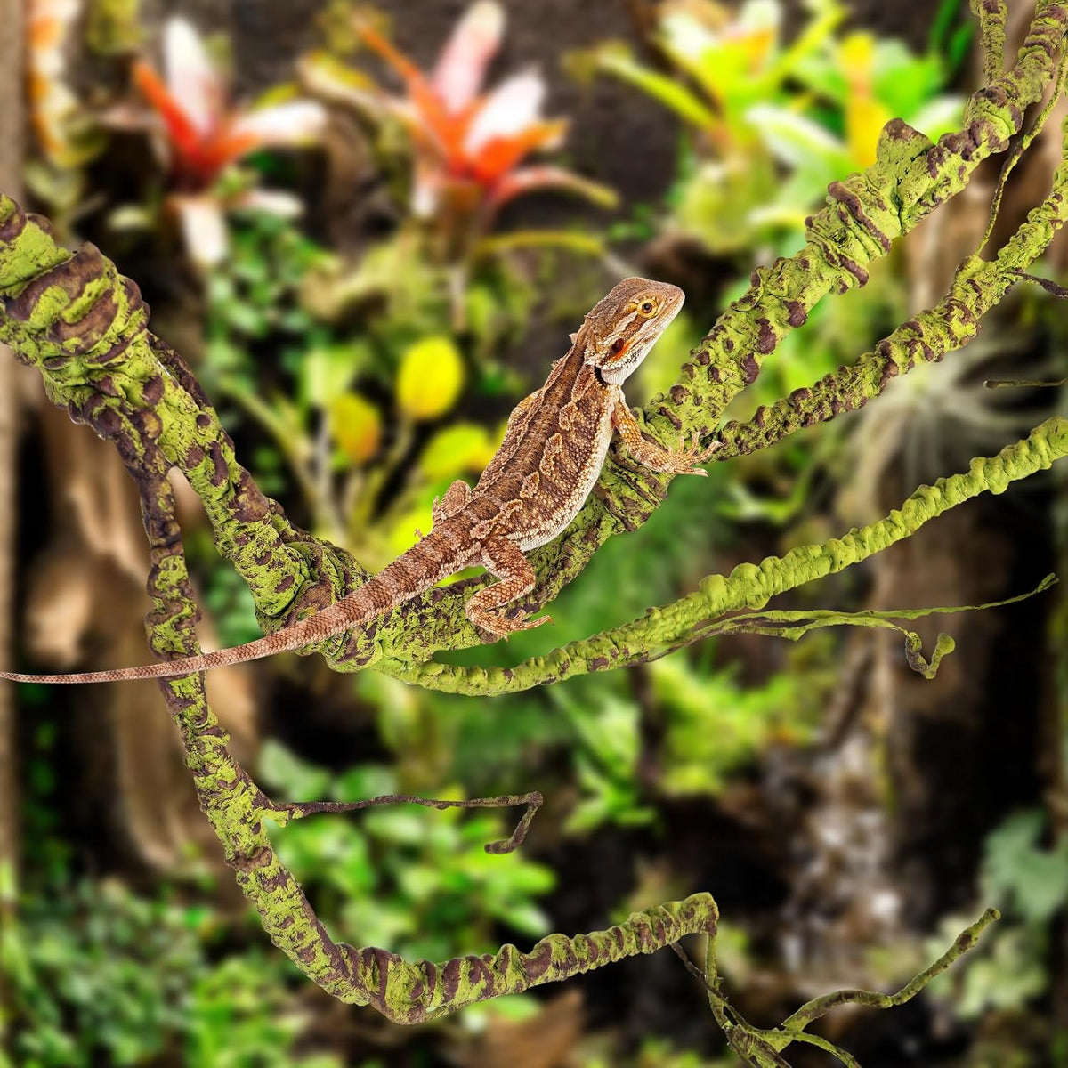 Pinvnby jungle vine displayed alongside terrarium plants