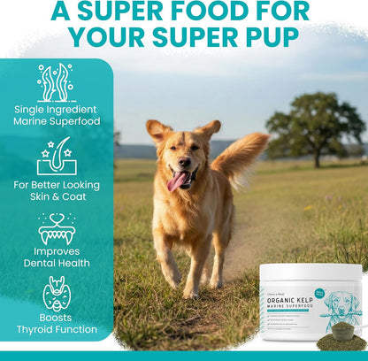 Chew Plus Heal Labs sea kelp powder supplement label details