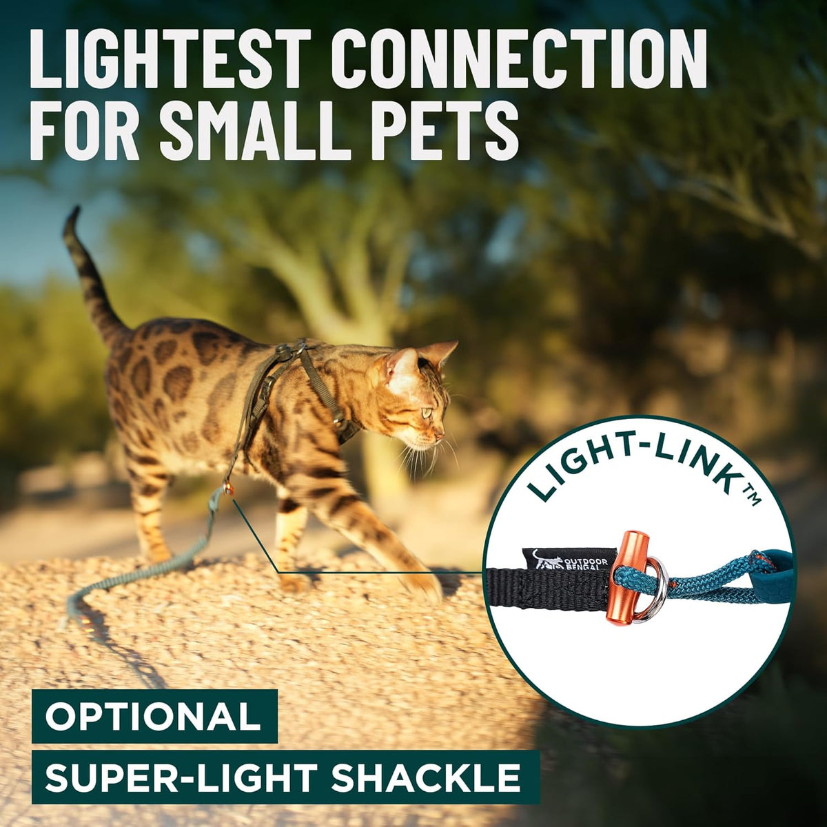 OutdoorBengal leash wrapped around waist for hands-free walking