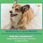 A small puppy wearing the white disposable male dog diaper securely during indoor playtime