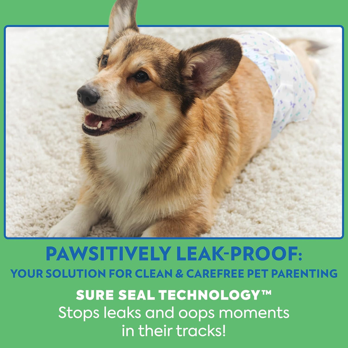 A small puppy wearing the white disposable male dog diaper securely during indoor playtime
