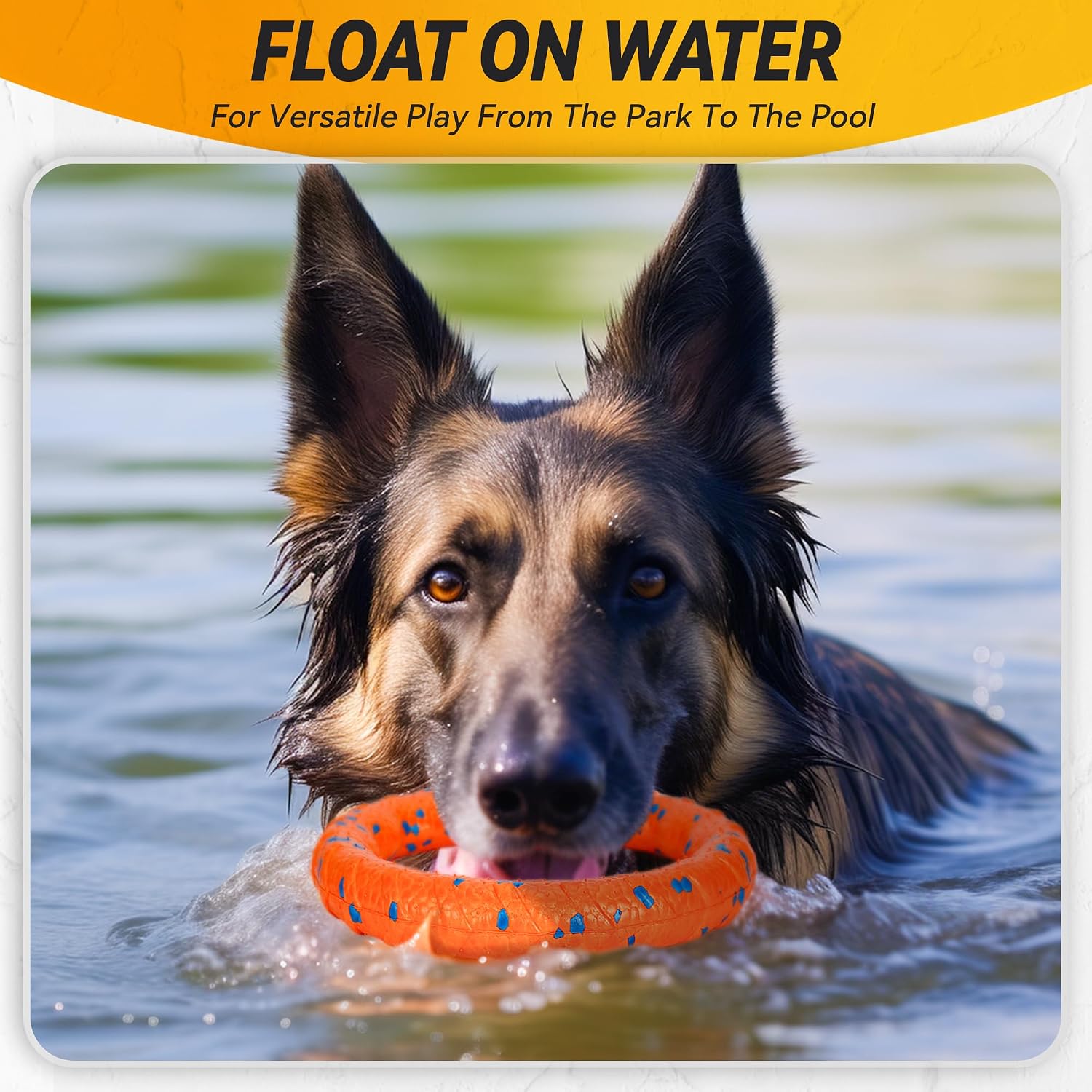 Large breed dog playing with orange Fusoto flying disc