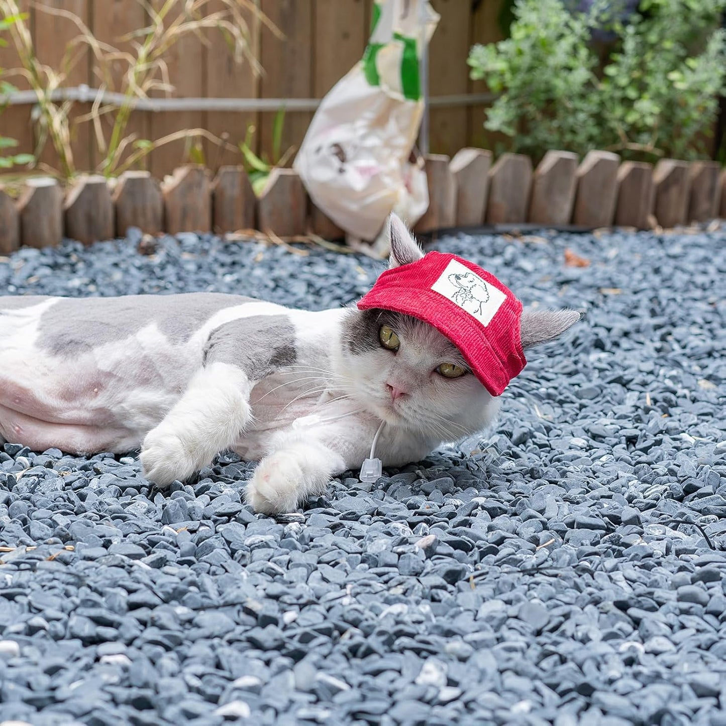 Adjustable drawstring feature on red pet cap
