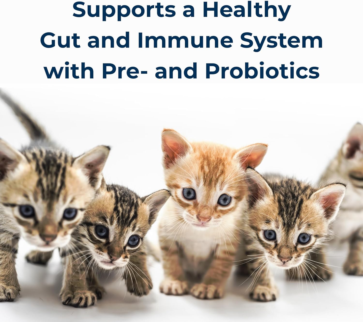 PetAg PetLac 10.5 ounce kitten milk supplement with probiotics