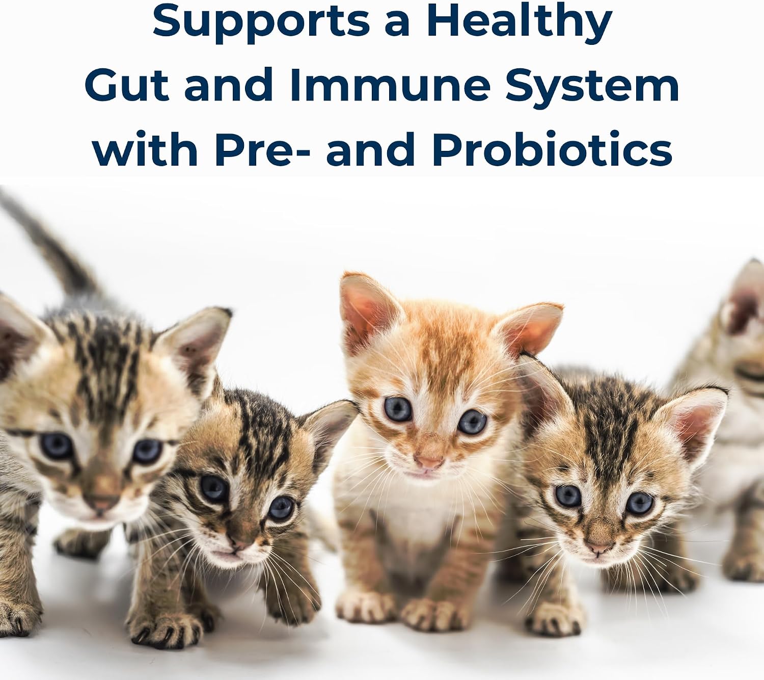 Mixing instructions and feeding guidelines graphic on PetAg PetLac kitten powder label