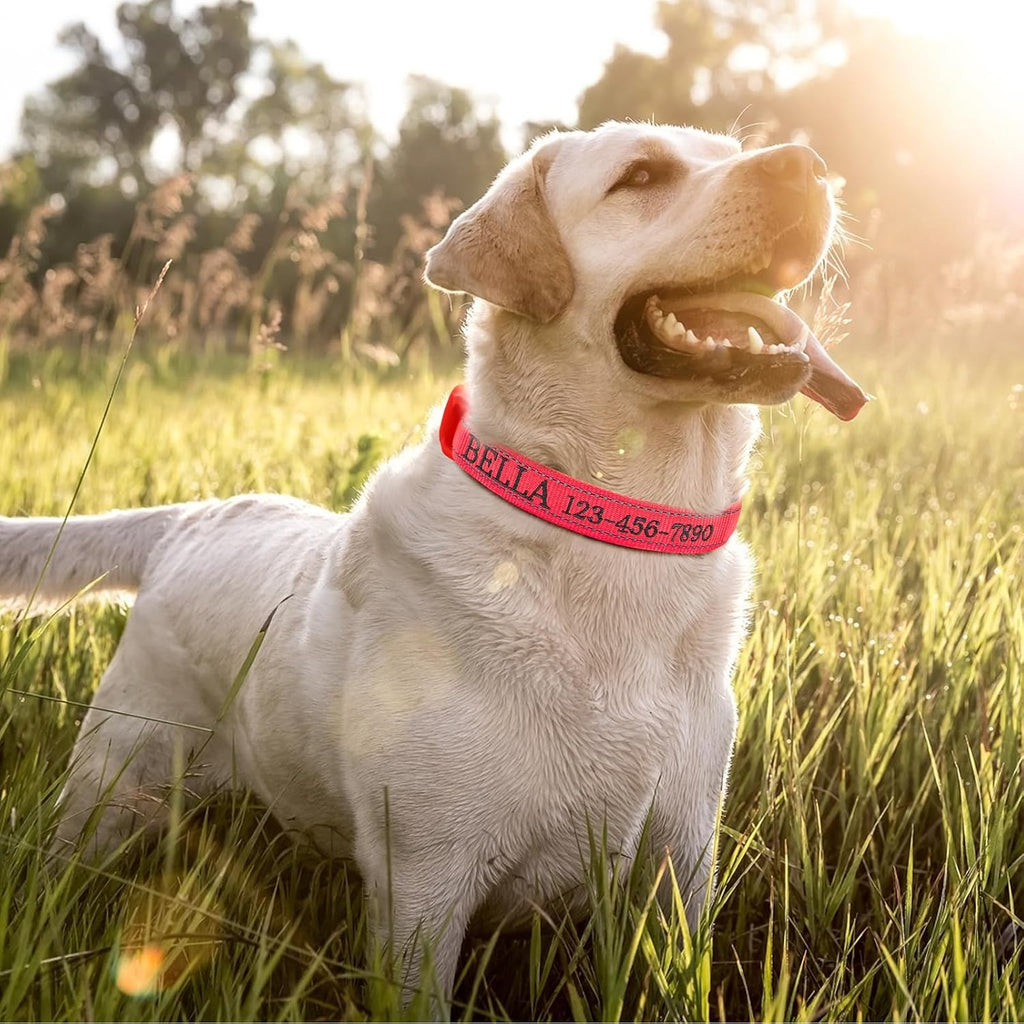 CHRYMPETIC pink personalized tracking collar showing secure metal D ring