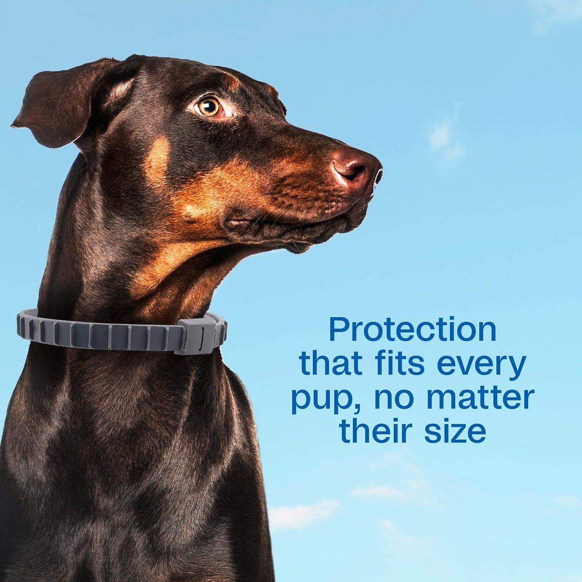 Adams pet care collar packaging back view