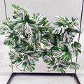 FLmoving Woyrise reptile plants front view for terrarium decor