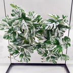 FLmoving Woyrise reptile plants front view for terrarium decor