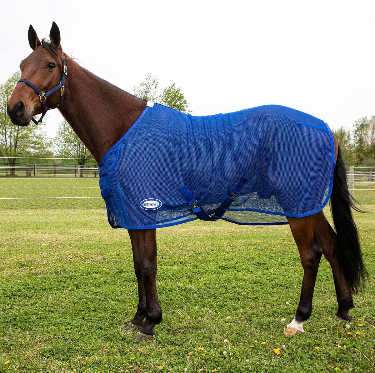 Country Pride Fitted Scrim Fly Sheet front view showing double surcingle buckle closure on a horse.