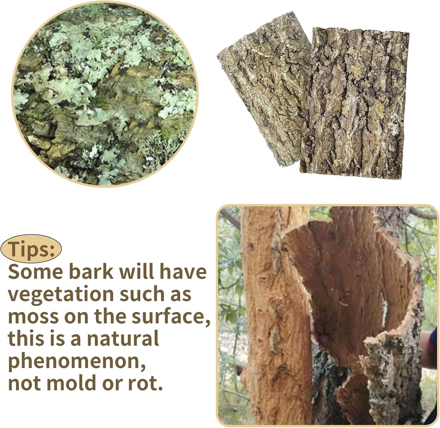 Reptile terrarium setup with Fhiny natural bark backdrop