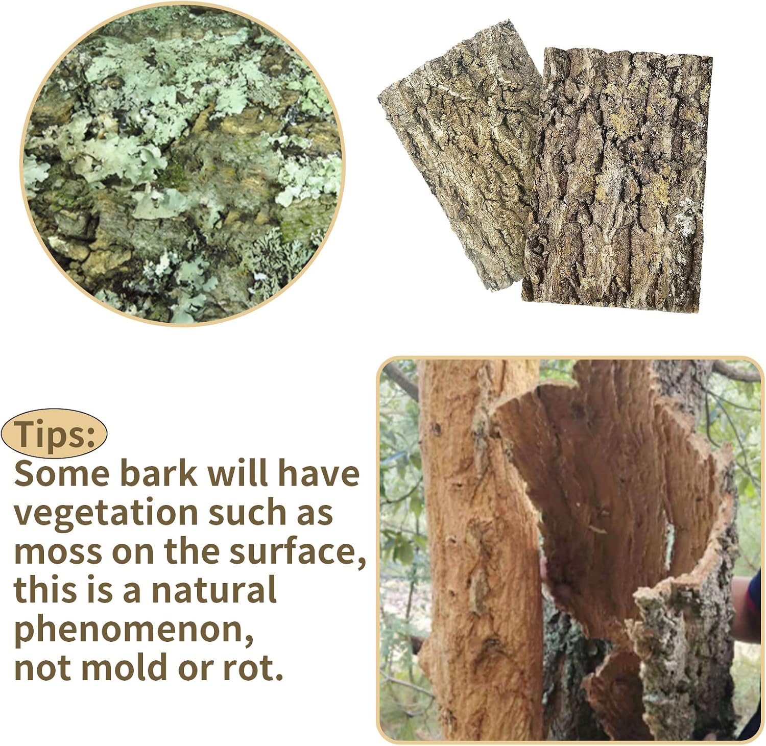 Reptile terrarium setup with Fhiny natural bark backdrop
