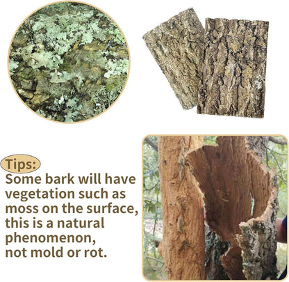 Reptile terrarium setup with Fhiny natural bark backdrop