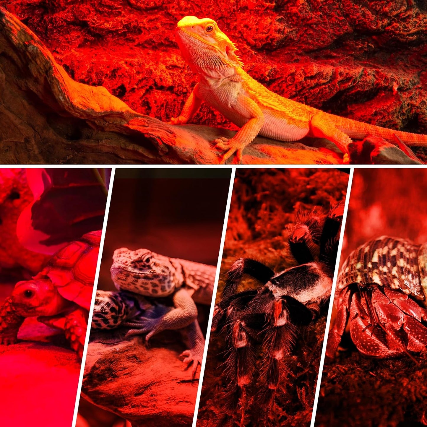 Terrarium heating setup featuring the REPTI ZOO fifty watt basking bulb