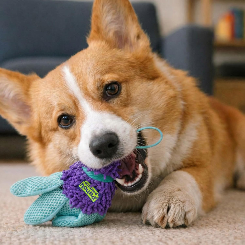 Premium imported American pet toy pack for interactive fetch and chase games