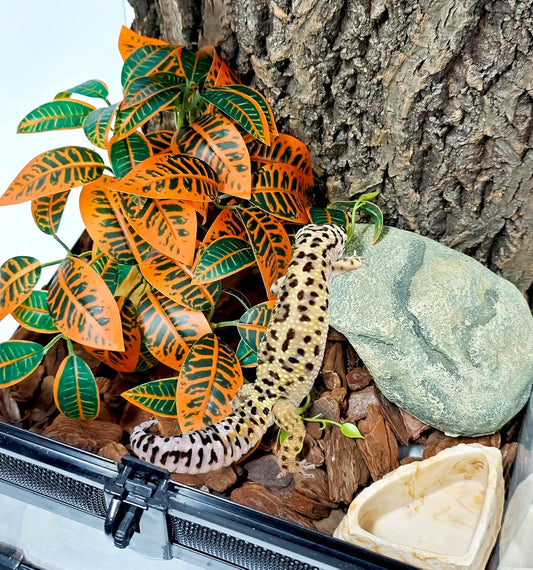 Woyrise Reptile Plants for Terrarium Decor, Ball Python Tank Accessories fit Bearded Dragon Crested Leopard Gecko Lizard Chameleon Snake Frog Tortoise Hermit Crab - Fake Codiaeum Variegatum - Image 2