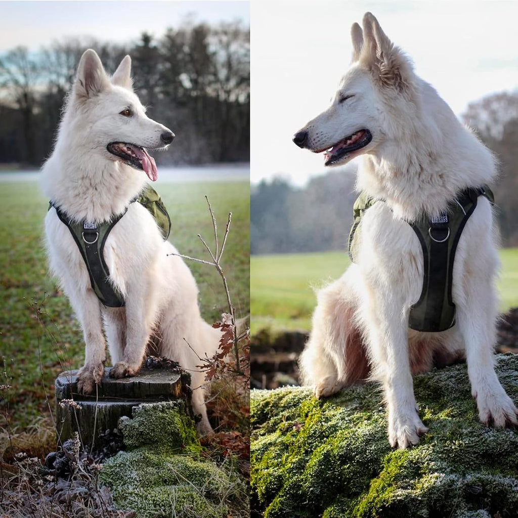 Close-up of the light-reflective trim running along the edges of the premium canine gear.