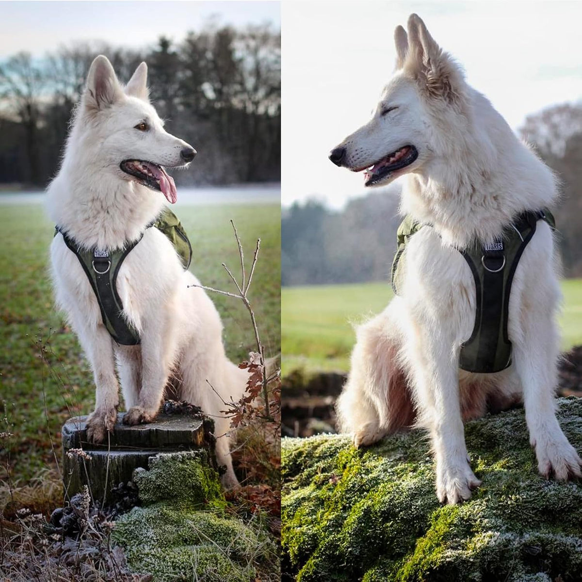 Close-up of the light-reflective trim running along the edges of the premium canine gear.