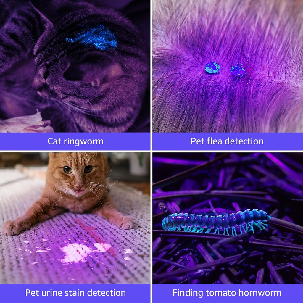 Handheld black light flashlight revealing hidden stains on a home carpet surface.
