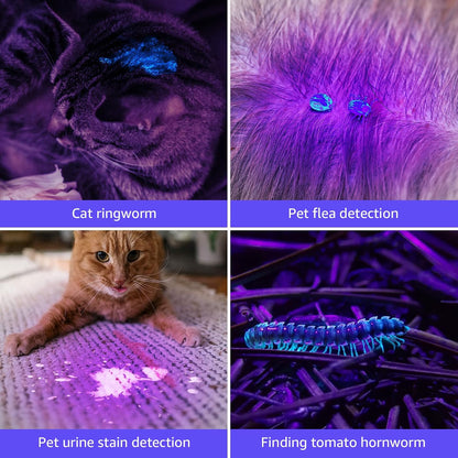 Handheld black light flashlight revealing hidden stains on a home carpet surface.