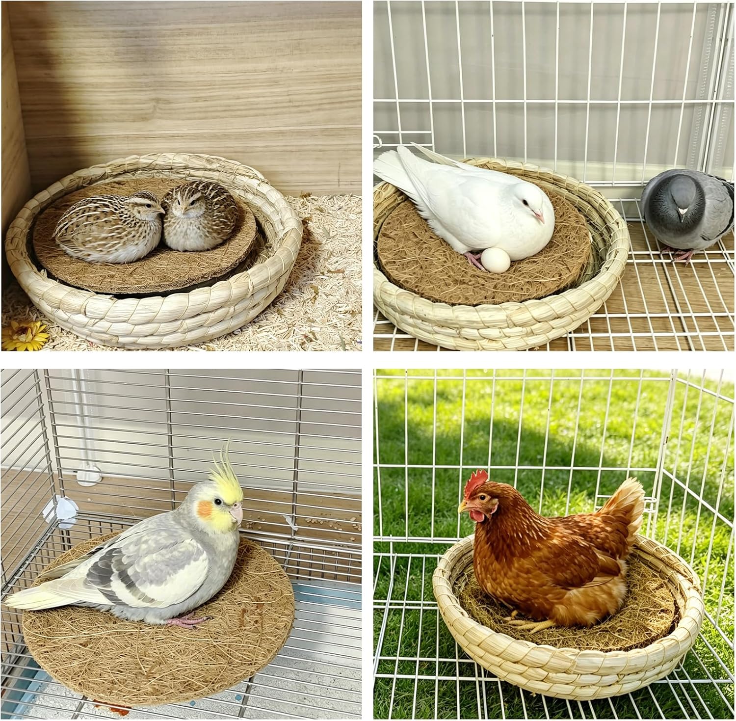 Natural fiber hatchling bedding for quail and finches