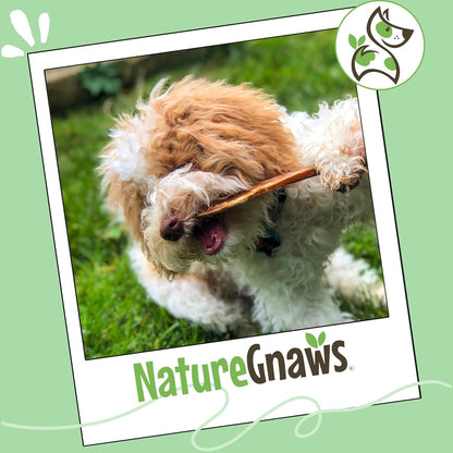 Authentic Nature Gnaws dog treats imported for Indian pet parents