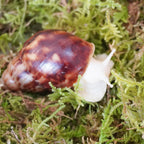 Hand screened chemical free natural moss for land snails close up