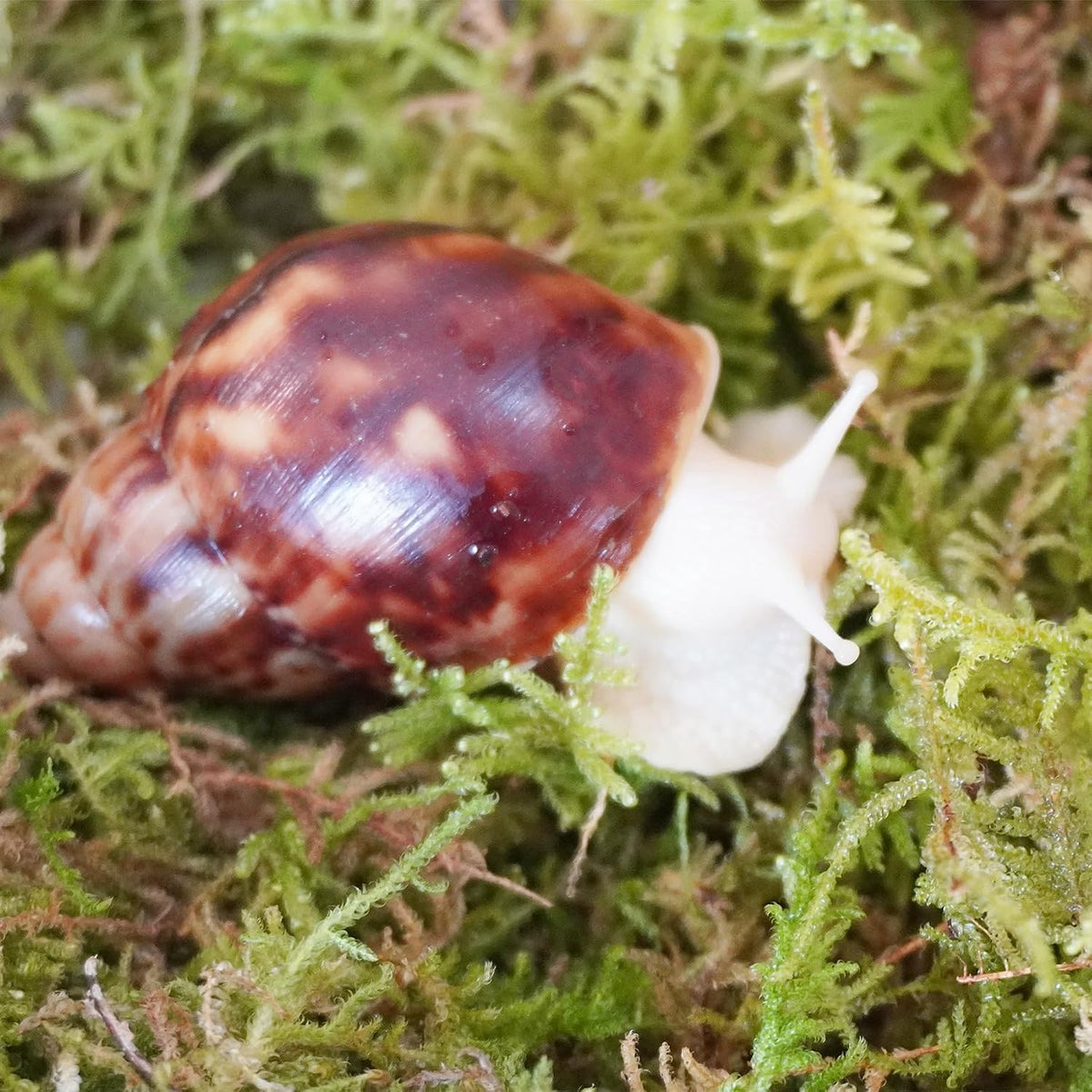 Hand screened chemical free natural moss for land snails close up