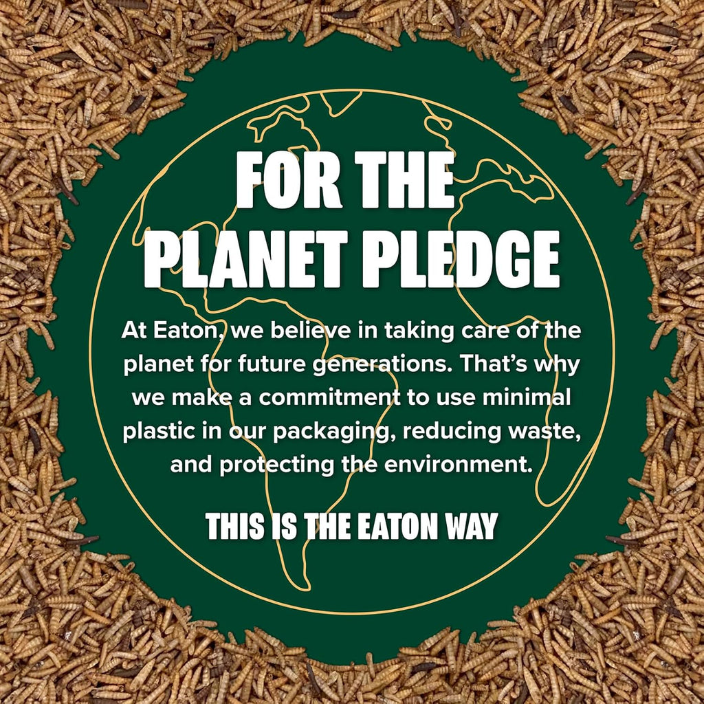 Duck flock enjoying USA grown dried fly larvae snack