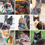 Lightweight air mesh pet walking vest with matching 4.9 feet leash