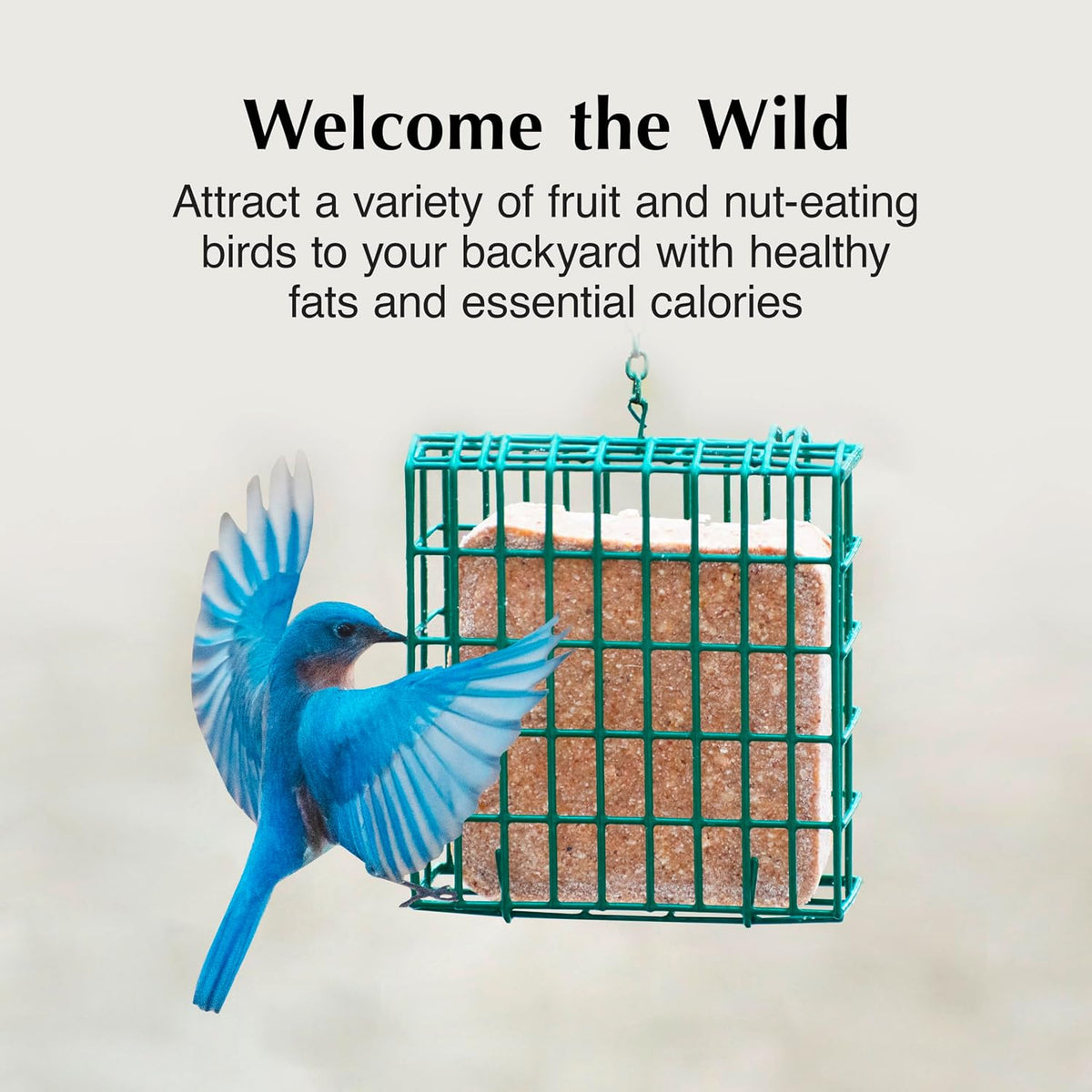 Blue jay eating from a suet feeder in a garden