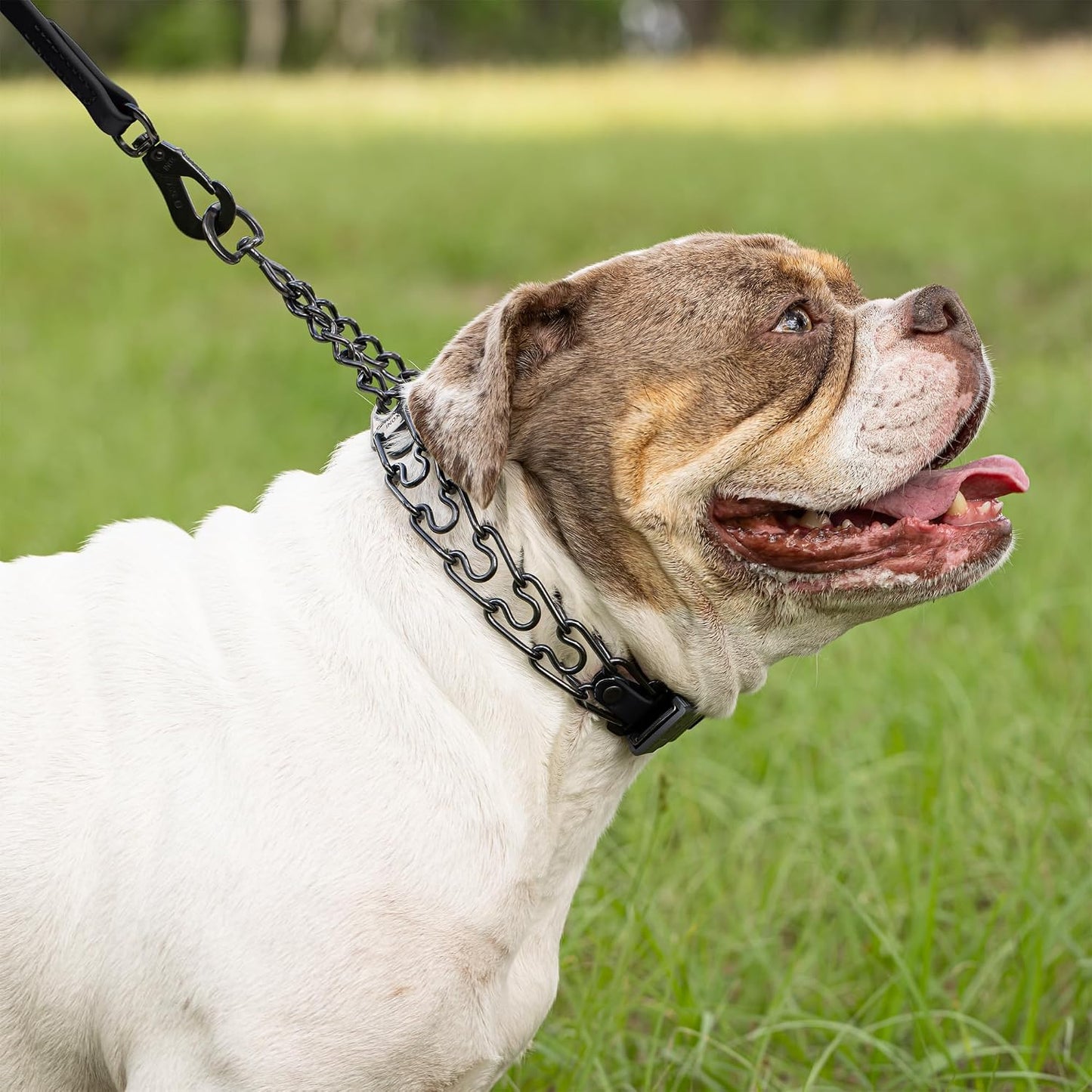 Side profile of the Herm Sprenger 3.0 millimeter wire gauge prong collar structure.