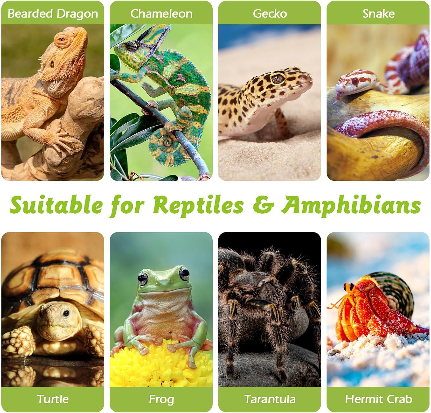 Apatal organic terrarium wood pieces suitable for hermit crabs and tortoises