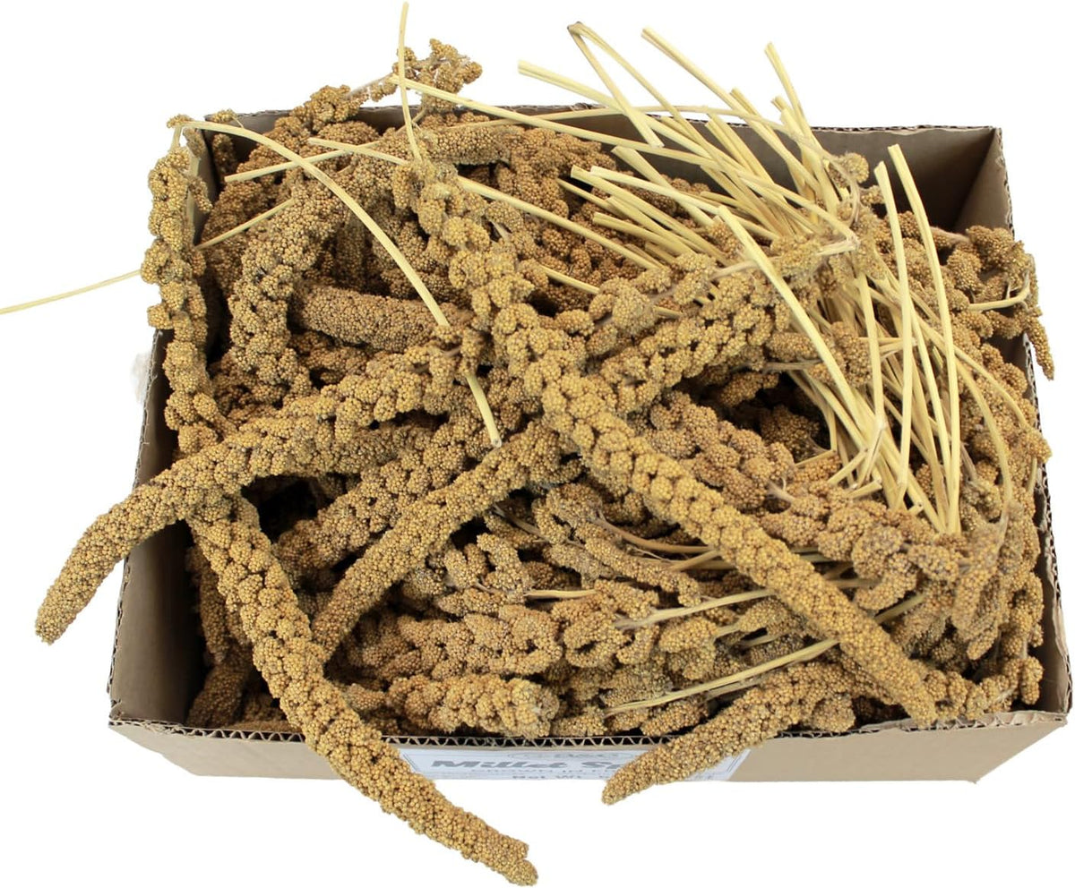 Twelve individual millet sprays arranged for display