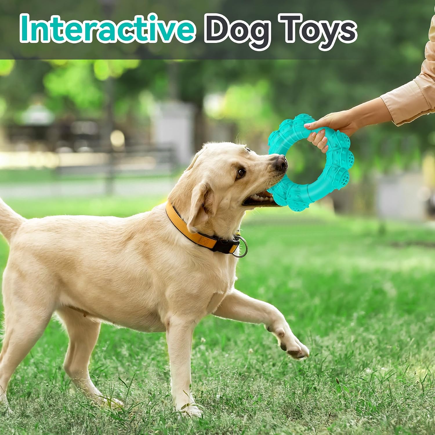 Interactive play session with dog and chew toy