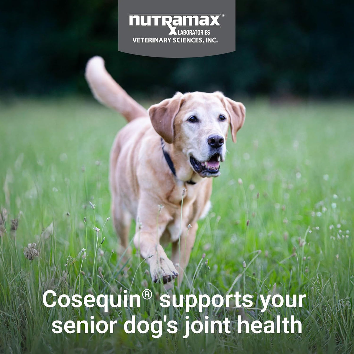 Authentic imported senior dog glucosamine chondroitin soft chews 60 count