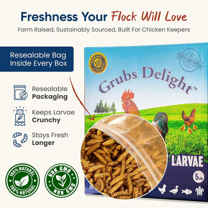Dried black soldier fly larvae for laying hens nutrition