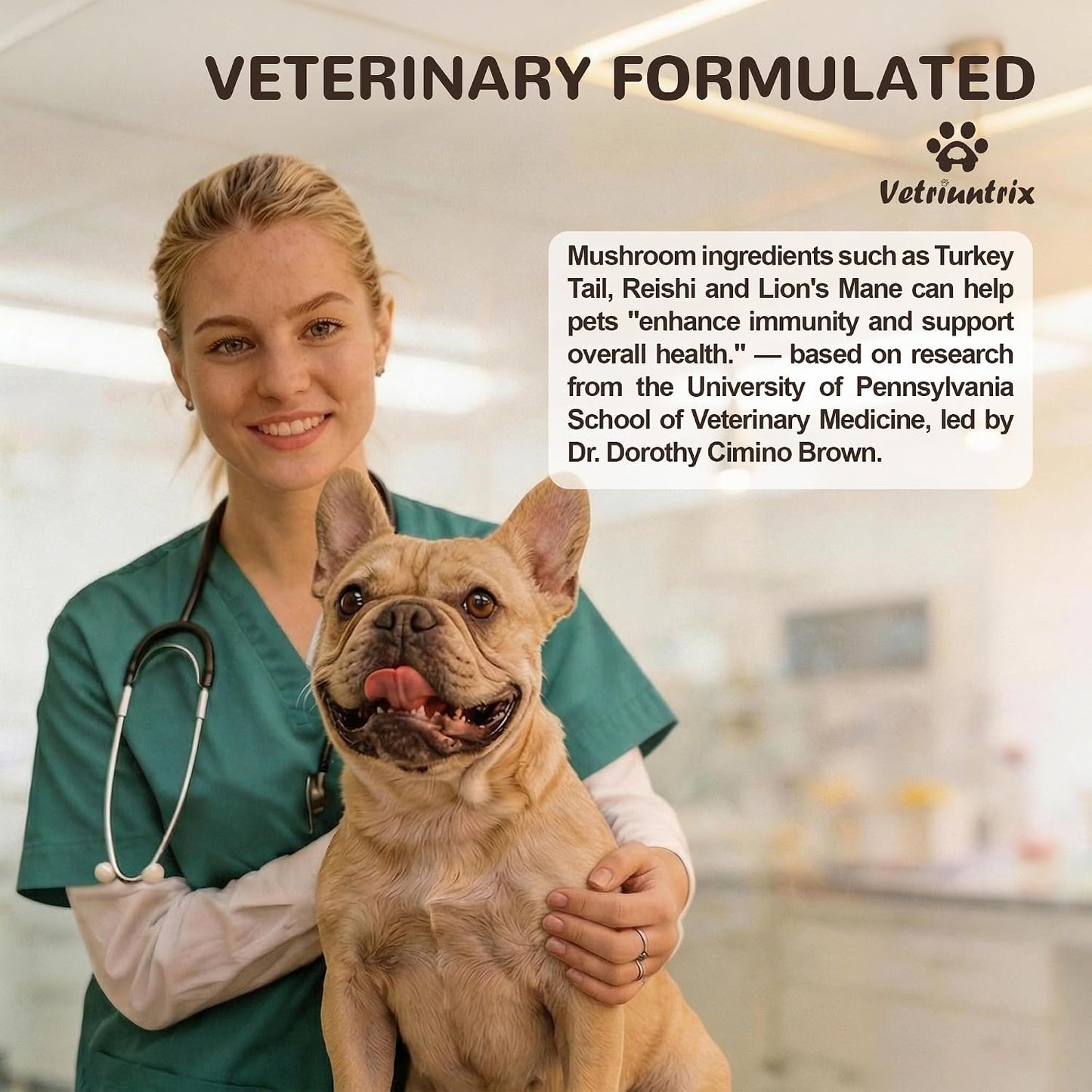 Dog eating meal mixed with authentic USA imported turkey tail mushroom powder