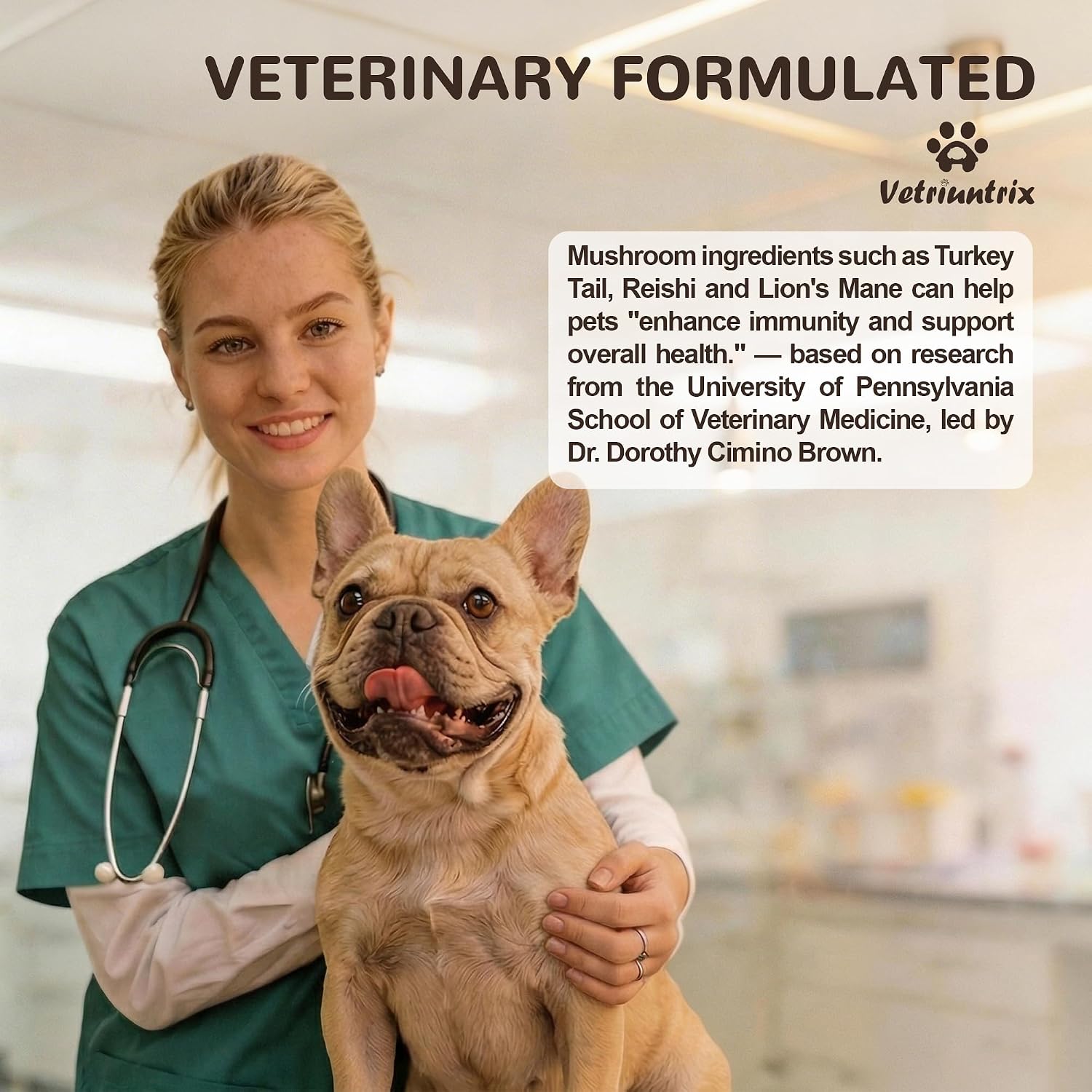 Dog eating meal mixed with authentic USA imported turkey tail mushroom powder