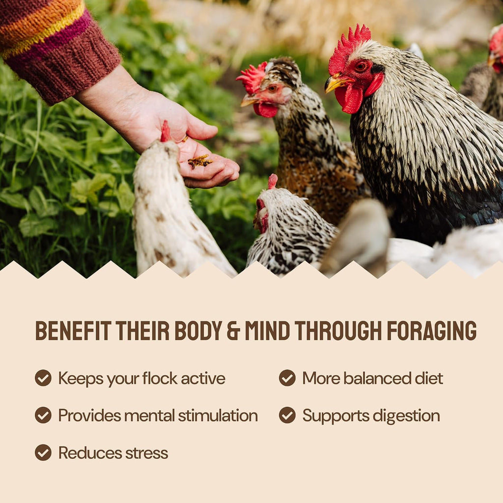 Back of Hatortempt chicken feed packaging with ingredients list