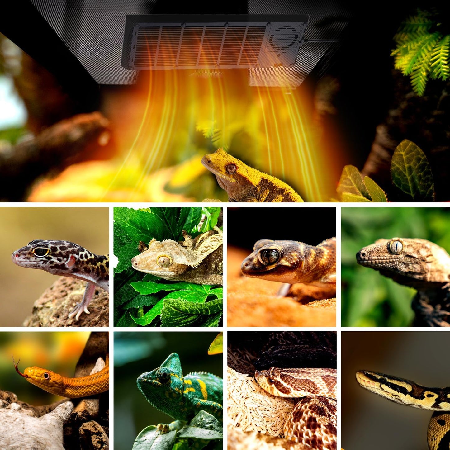 Oiibo reptile heat panel packaging highlighting safety features for geckos